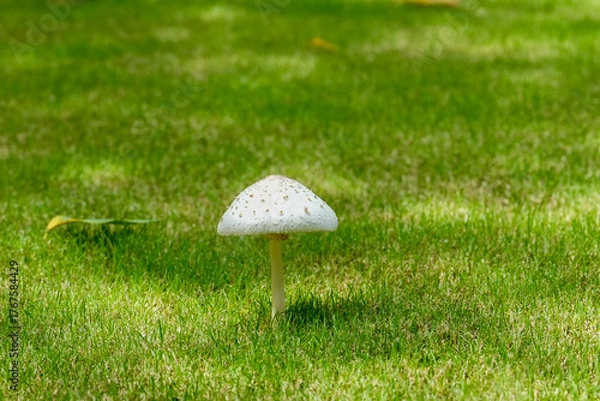Obraz 芝生に生えたキノコ