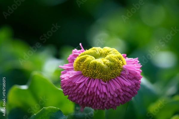 Obraz purple aster flower macro