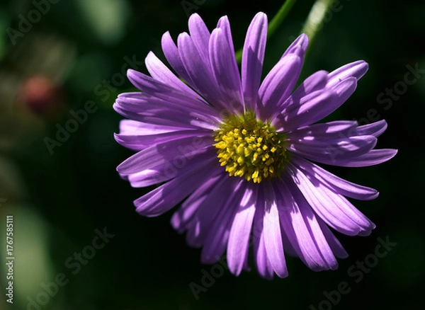 Fototapeta purple aster flower macro