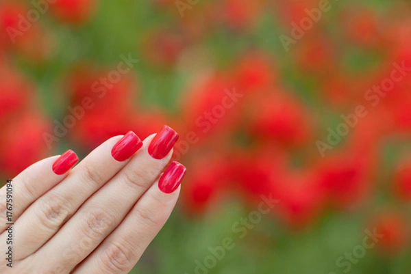 Obraz Beautiful female hand with red manicure nails on tulips flowers