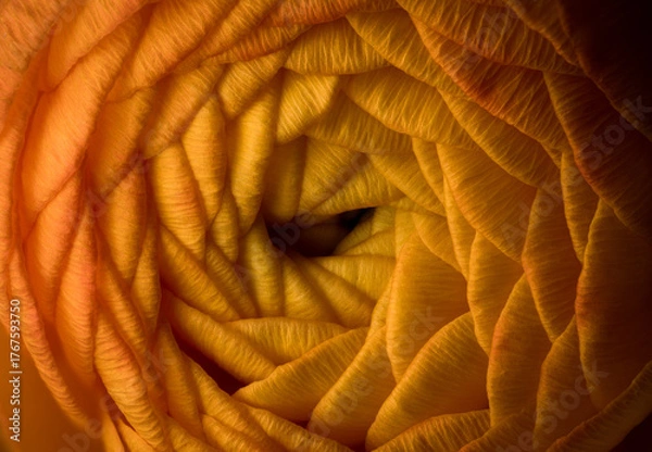 Fototapeta orange buttlercup macro