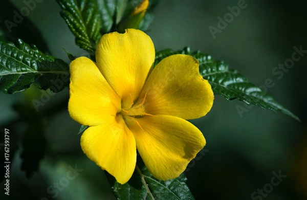 Obraz yellow flower macro