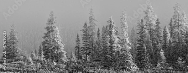 Obraz Fairy Tale Forest