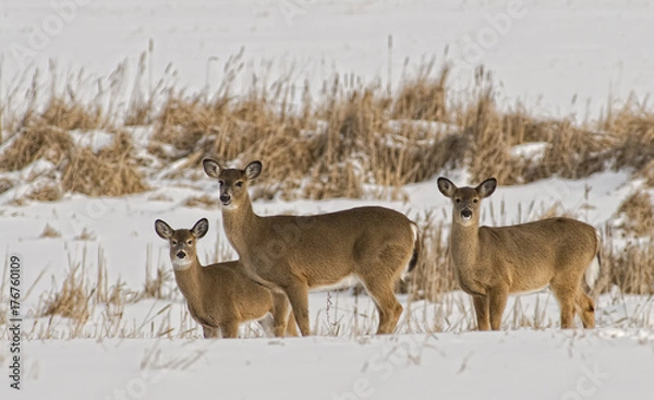 Obraz Stand of Whitetails
