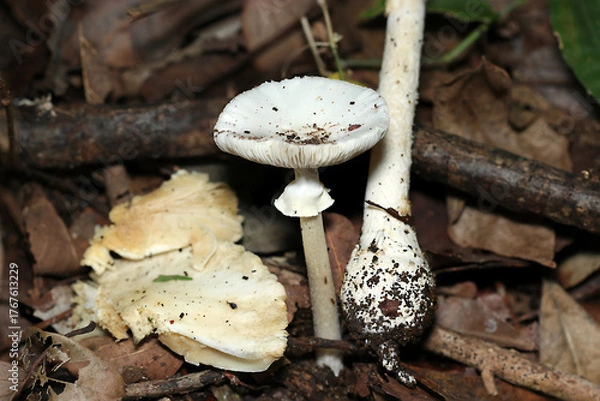 Obraz 白い毒キノコ「テングタケ」属キノコ立像・ヒダ・ツボ（自然下菌キノコ類マクロ撮影）