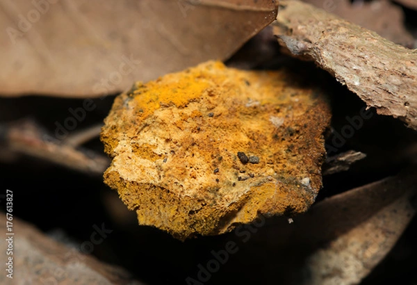 Obraz 黄金色の子嚢菌、ヒポミケス属胞子に侵されて枯死した茸のカサ（自然下菌キノコ類マクロ撮影）