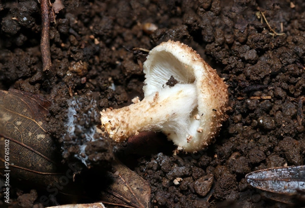 Obraz カサのイボイボ鱗片が目立つオニタケキノコのヒダと柄（自然下菌キノコ類マクロ撮影）