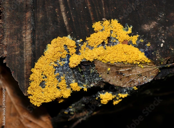 Obraz 鮮やかな黄色いススホコリ属キノコが着生する枯木（アウトドアフィールド菌＆キノコ類マクロ撮影）