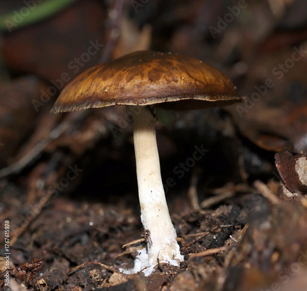 Obraz ウラムラサキシメジキノコの横位置立像（アウトドアフィールド菌＆キノコ類マクロ撮影）