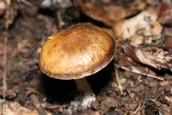 Obraz 渋い茶色のウラムラサキシメジキノコ（自然環境下菌・キノコ類マクロ撮影）