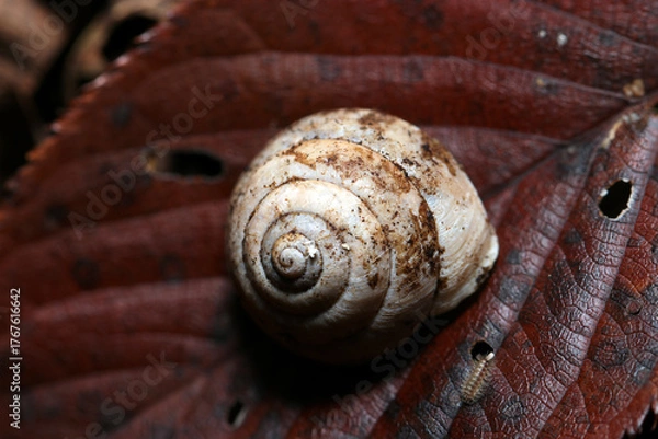 Obraz 赤黒く紅葉した葉の上にカタツムリの抜け殻（自然環境下マクロ撮影）