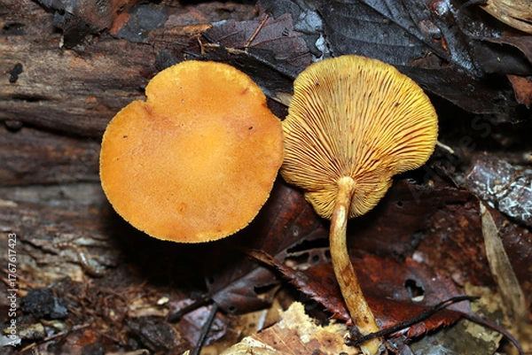 Obraz カサもヒダも淡い黄土色のキツムタケキノコ（アウトドアフィールド菌＆キノコ類マクロ撮影）