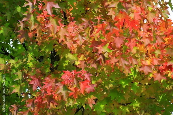 Fototapeta Japanese maple, palmate, autumn tree with yellow, red, orange, leaves, autumn landscape. Japanese maple in leaf fall. wallpaper