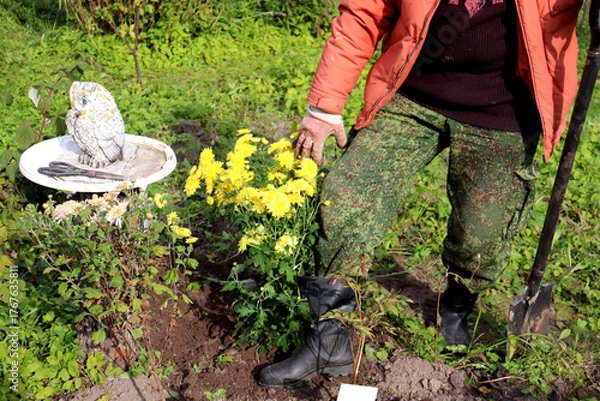 Obraz A gardener tamps down the soil with his boot in a flowerbed near a newly planted yellow chrysanthemum bush in the garden on a sunny autumn day - color horizontal photo, man's legs and arms