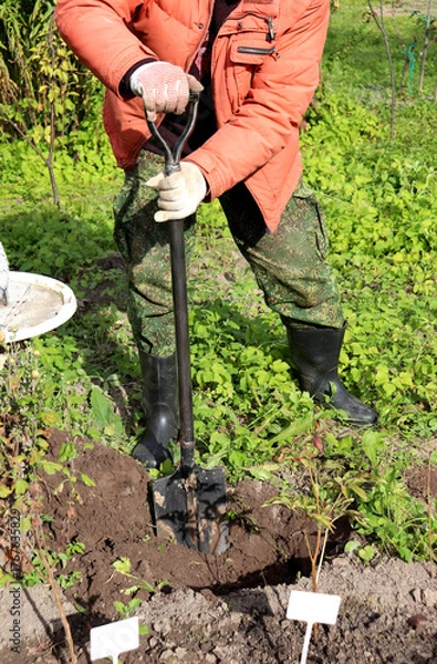 Fototapeta A retired farmer digs a hole for planting flowers in a flowerbed, leaning on a shovel in his garden on a sunny autumn day - color vertical photo, male arms and legs