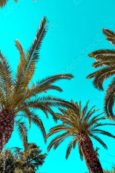 Fototapeta Vibrant Palm Trees Reach Towards a Bright Blue Sky During a Sunny Day in a Tropical Paradise