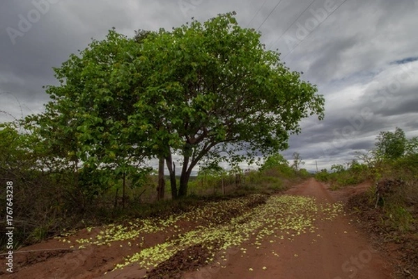 Obraz Pequi (Caryocar brasiliense), also called pequizeiro, piqui, pequiá, is a tree of the Cariocaraceae family native to the Brazilian savannah.