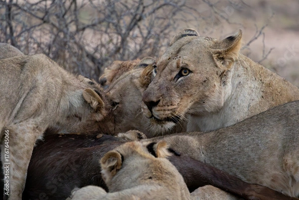 Fototapeta a lion pride feeding frenzy close-up