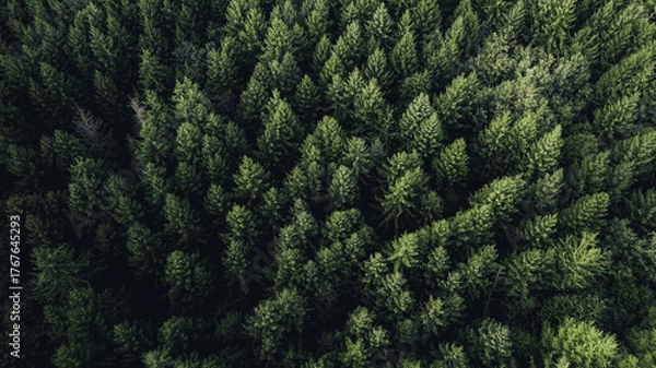 Fototapeta Top-down aerial view of a dense evergreen forest with rich green treetops forming a natural texture. The symmetrical tree pattern and dark shadows create a dramatic and atmospheric woodland scene.