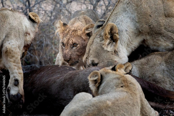 Fototapeta a lion pride feeding frenzy close-up