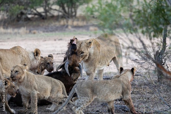 Fototapeta a lioness dragging the blue wildebeest carcass
