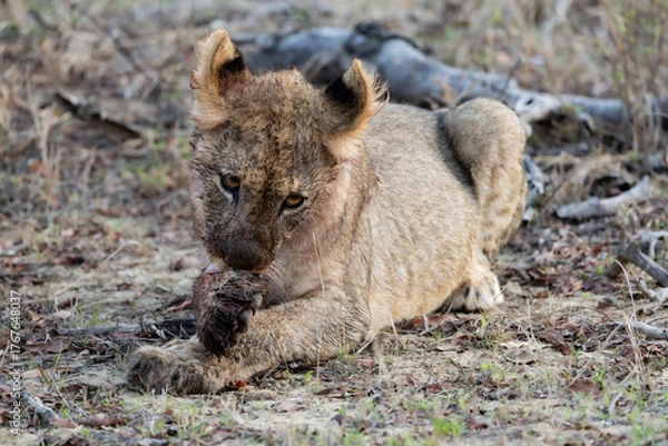 Fototapeta a small lion cub grooming itself