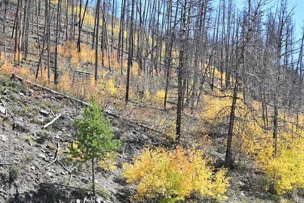 Obraz New Growth after Forest Fire