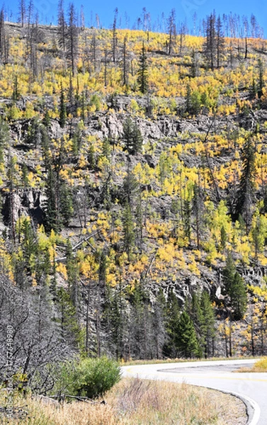 Obraz New Growth after Forest Fire