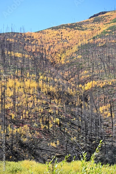 Obraz New Growth after Forest Fire