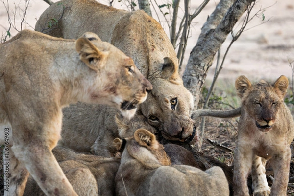 Fototapeta a lion pride feeding frenzy close-up