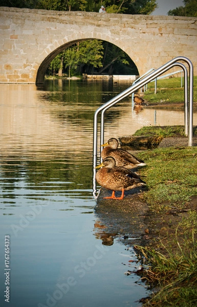 Obraz Bridge over river with ducks