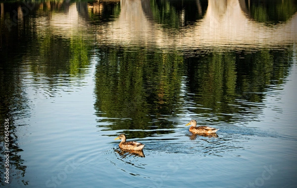 Obraz Bridge over river with ducks