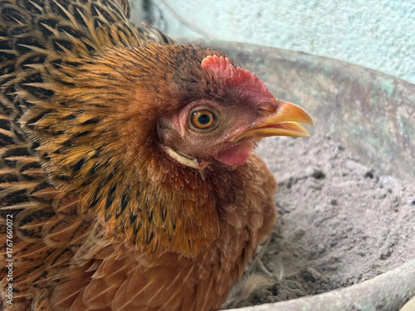 Fototapeta Colorful Holland Welsummer Red Partridge chicken The hen is sitting to incubate the egg. 