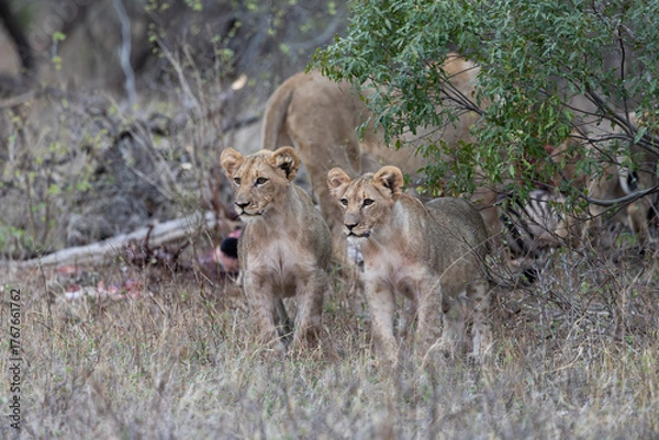 Fototapeta Two lion cubs are watching zebras pass by.