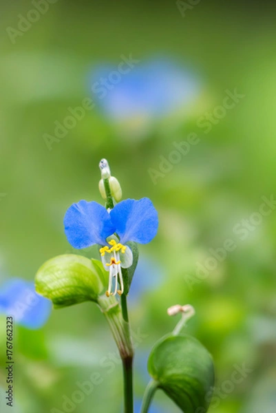 Fototapeta 公園に咲く鮮やかな青色のツユクサ