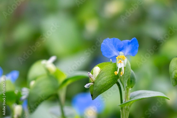 Obraz 公園に咲く鮮やかな青色のツユクサ