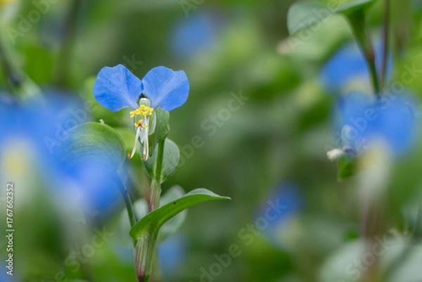 Obraz 公園に咲く鮮やかな青色のツユクサ