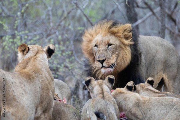 Fototapeta a male lion and lion pride feeding on a zebra carcass