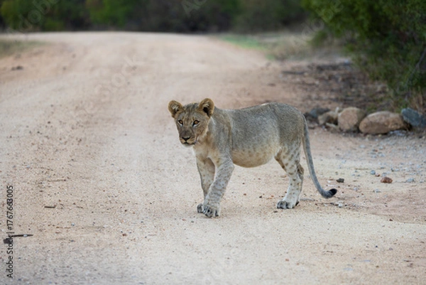 Fototapeta a young lion cub close-up in the wild