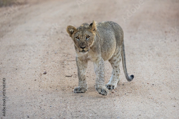 Fototapeta a young lion cub close-up in the wild