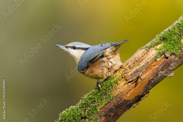 Obraz Eurasian Nuthatch (Sitta europaea) perched on a moss-covered dry branch. Autumn colors background. Common bird species in the Czech Republic