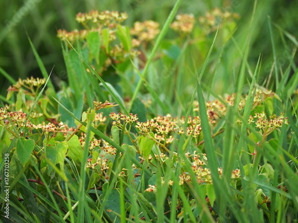 Fototapeta True Virginia creeper is weed with heart-shaped  reddish-green leaves. Columellia trifolia Merr flowers are borne in clusters in leaf axils and red and resemble umbrellas. Parthenocissus quinquefolia,