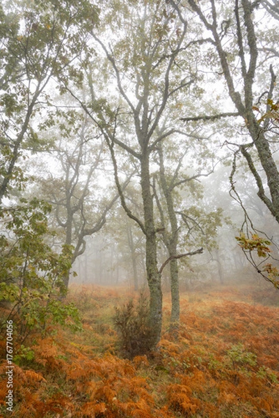 Obraz Sierra de Tormantos (Extremadura ) en otoño