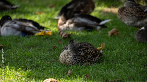 Fototapeta La sieste des canards