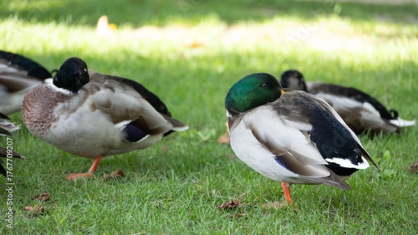 Fototapeta La sieste des canards