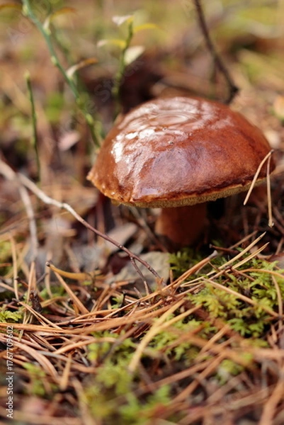 Obraz Grzyb ukrywający się w ściółce leśnej