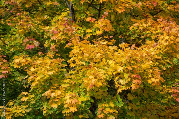 Fototapeta Nahaufnahme von gelblich gefärbtem Laub im Herbst