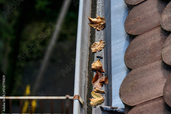 Fototapeta Trockenes, gefallenes Laub liegt in einer feuchten Dachrinne