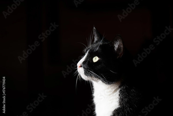 Fototapeta Schöne schwarz-weiße Tuxedo-Katze im Halbschatten