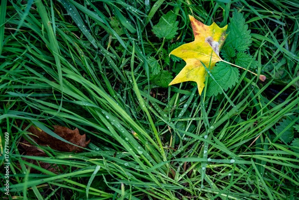 Fototapeta Gefallenes Laub liegt im nassen Gras